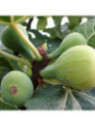 Ficus carisa  'Dame blanche' / Figuier