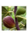 Ficus carica 'Goutte d'or' / Figuier