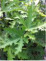 Ficus Carica 'Ice Crystal' / Figuier
