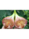 Ficus carica 'Gustissimo Morena' / Figuier