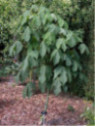 Firmiana simplex