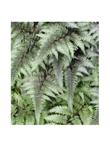 Athyrium niponicum pictum