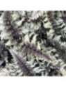 Athyrium niponicum 'Crested Surf' / Fougère