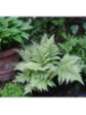 Athyrium niponicum 'Crested Surf' / Fougère