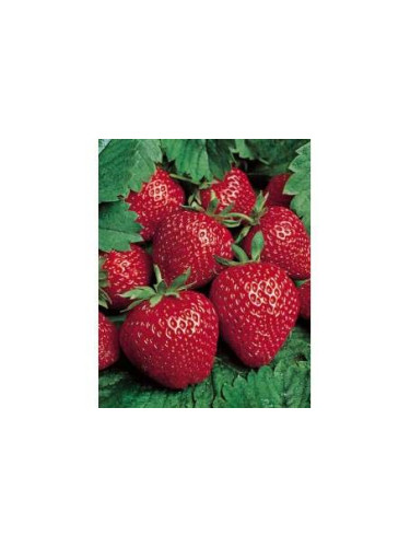 Fraisier 'Gento' remontant
