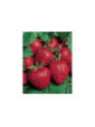 Fraisier 'Gento' remontant