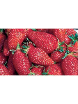 Fraisier 'Gariguette' Non remontant