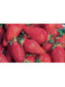 Fraisier 'Gariguette' Non remontant