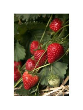 Fraisier 'Charlotte' remontant