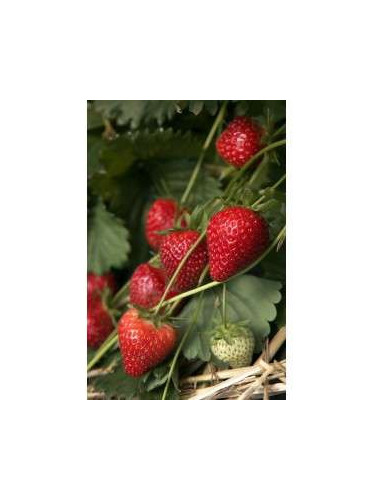 Fraisier 'Charlotte' remontant