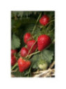 Fraisier 'Charlotte' remontant