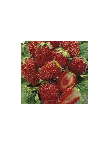 Fraisier 'Cirano' remontant