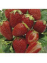 Fraisier 'Cirano' remontant