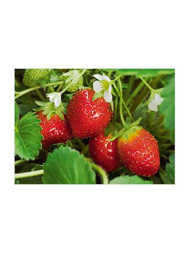 Fraisier 'Mara des bois' remontant