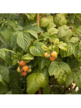 Framboisier remontant - Rubus idaeus 'Fallgold'