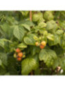 Framboisier remontant - Rubus idaeus 'Fallgold'