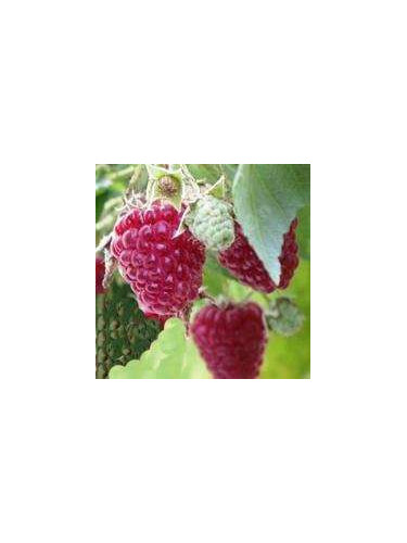 Rubus idaeus 'Malling promise' / Framboisier non remontant