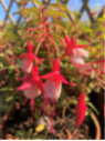 Fuchsia Alice Hoffman