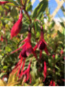 Fuchsia magellanica Riccartonii