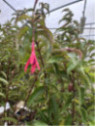 Fuchsia regia 'Reitzii' / Fuchsia comestible