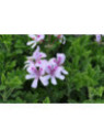 Pelargonium citriodorum / Géranium citron anti-moustique