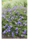 Geranium vivace 'Rozanne'