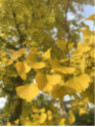 Ginkgo biloba / Arbre aux quarante écus