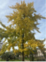 Ginkgo biloba / Arbre aux quarante écus
