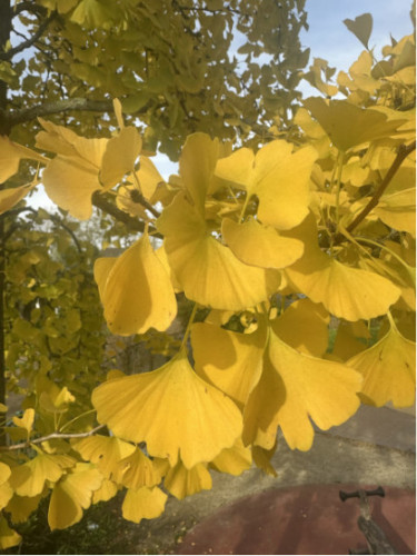 Ginkgo biloba / Arbre aux quarante écus