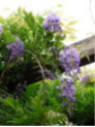 Wisteria floribunda / Glycine