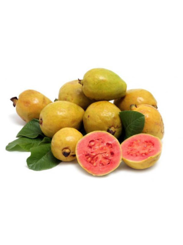 Psidium guajava / Goyavier