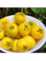 Psidium cattleianum var lucidum / Goyave Jaune