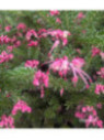 Grevillea lanigera 'Mount tamboritha'
