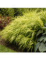 Hakonechloa macra all gold