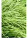 Hakonechloa macra albo-striata