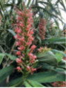 Hedychium 'Pink V'