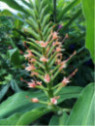 Hedychium 'Pink V'