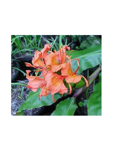 Hedychium greenei