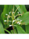 Hedychium spicatum
