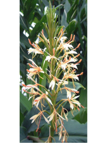 Hedychium spicatum