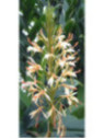 Hedychium spicatum