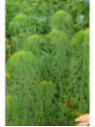 Helianthus Salicifolius
