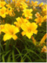 Hemerocallis 'Buttercup' / Hemerocalle à fleurs comestibles