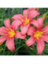 Hemerocallis 'Pink damask' / Hemerocalle à fleurs comestibles