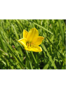 Hemerocallis 'Pink damask' / Hemerocalle à fleurs comestibles