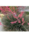 Hesperaloe parvifolia rubra Rose des sables