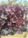 Heuchera black beauty