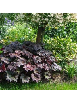 Heuchera 'Palace purple' / Heuchère