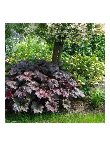 Heuchera 'Palace purple' / Heuchère
