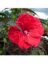 Hibiscus carroussel red wine